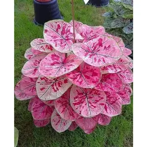 800+ Seeds for Outdoor Gardening Perennial Ornamental Greenery for a Balanced Landscape