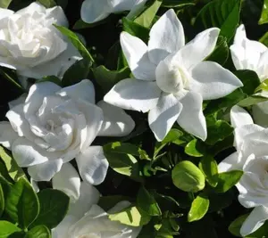Summer Snow Gardenia®