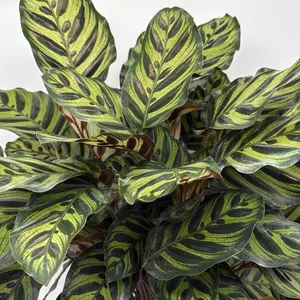 Prayer Plant Calathea Makoyana 6” – Pet Friendly Indoor Houseplant, Peacock Tropical Decor Plant