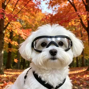 Small Dog/Kitten) Pet Outdoor Goggles Cat Glasses Pet Dog Head Accessories Sunglasses Maine Coon Cat Small Dog Schnauzer Poodle Sunglasses