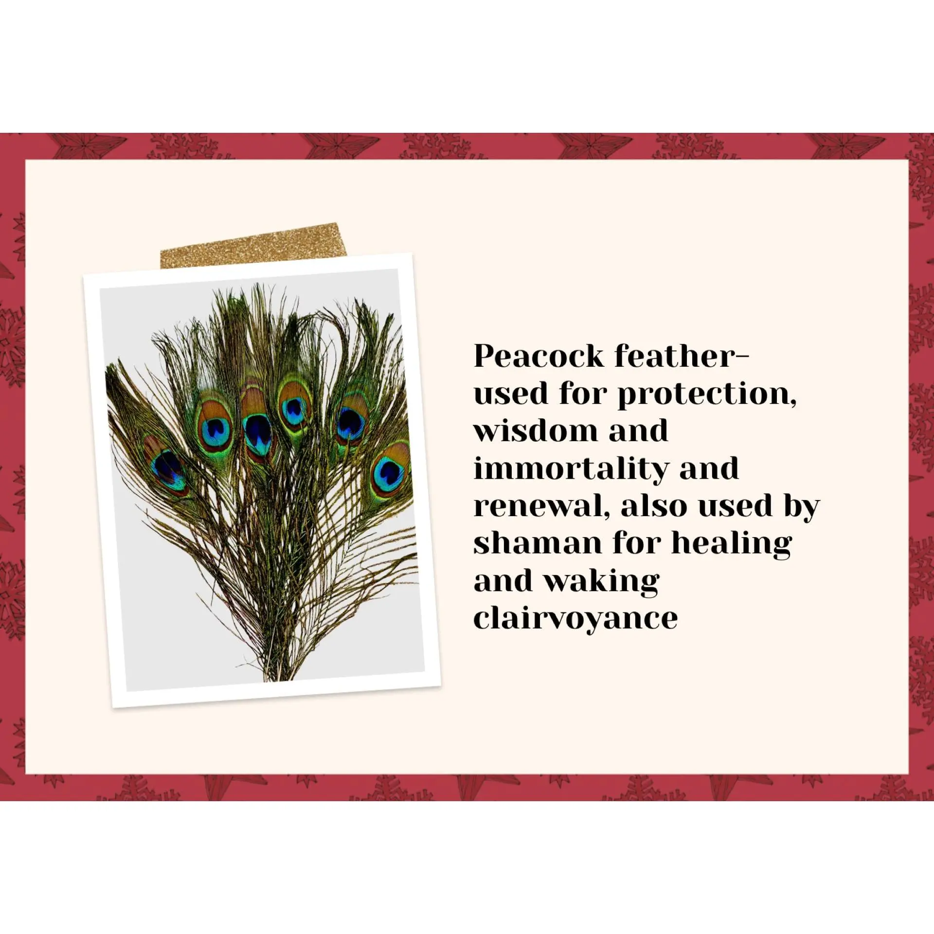 Peacock feather Peacock feather