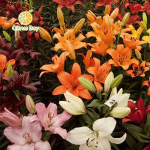 High quality lily bulbs with large and fragrant flowers, bright colors, suitable for potted and aboveground plants in balcony gardens, strong cold resistance, easy soil survival, suitable for novice horticulturists