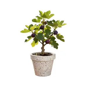 Dormant Bare Root Fig Tree Starter Plant - Easy to Grow Home Garden Fruit Tree (Ships No Soil/Leaves)