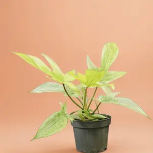 4" Philodendron Florida Ghost – Indoor Live Plant, Tropical Hybrid, Medium, Rare Plant, Air Purifying, Bright Light, Houseplant