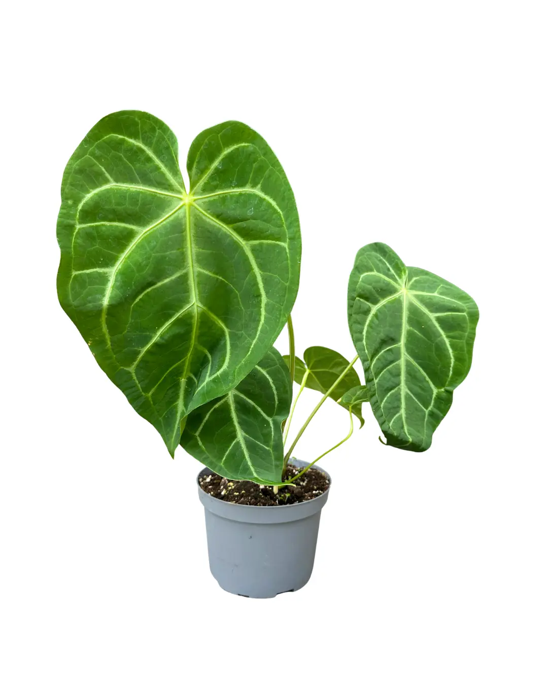 6" Anthurium Crystallinum × Magnificum blemished – Live Plant