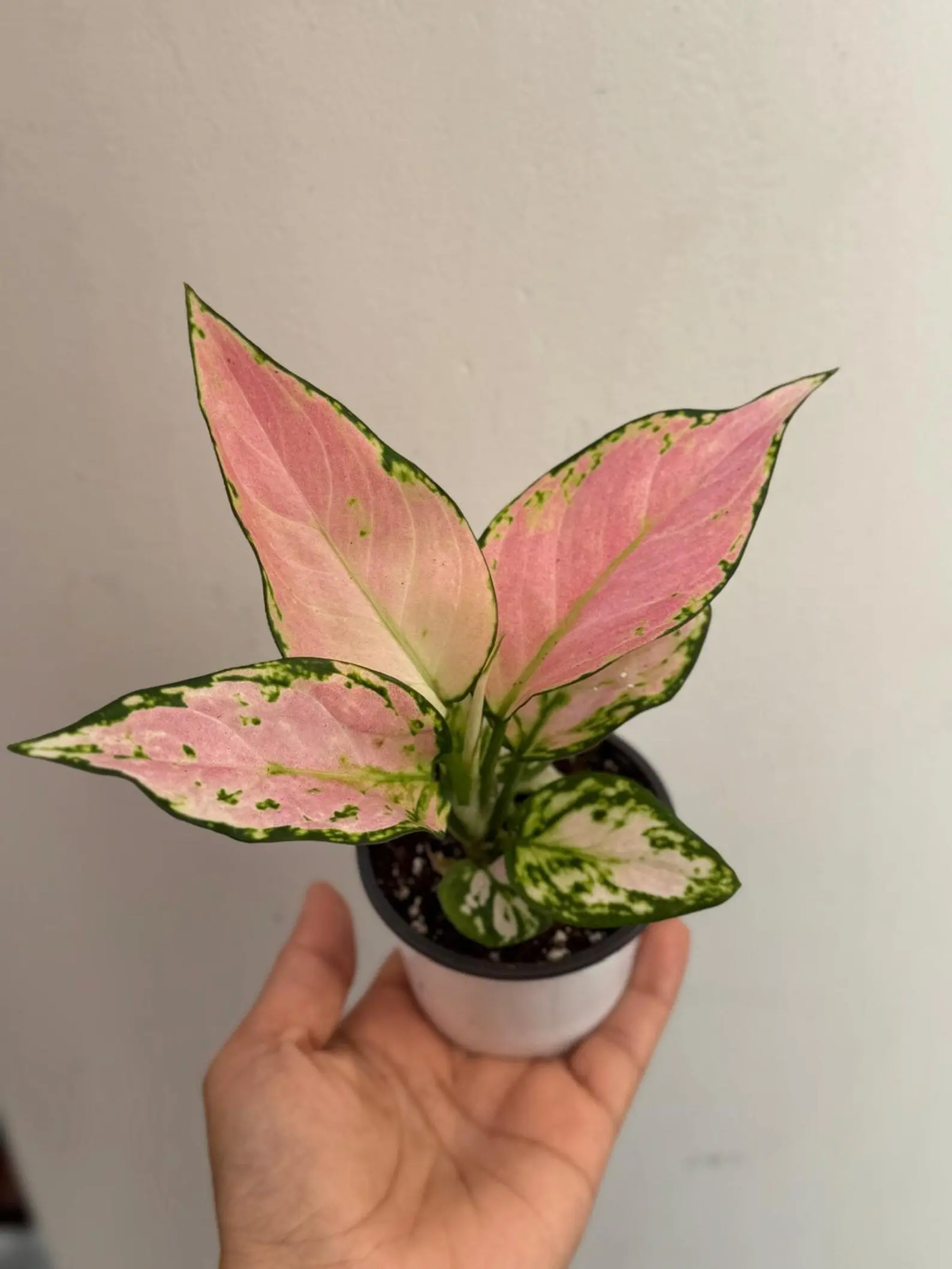 Aglaonema Lady Valentine in 3" Pot - Rare Pink Indoor Plant - Chinese Evergreen Live Plant - Easy Care Houseplant - Home & Office Gift