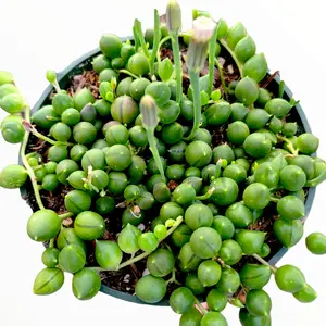 String of Pearls Senecio rowleyanus String of Pearls Senecio rowleyanus