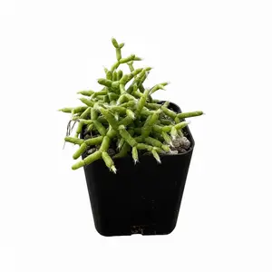 Rhipsalis Coral Cactus