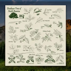 Deciduous Trees Trail Hankie, Deciduous Tree Bandana, Deciduous Trees of North America, Tree Hankie, Tree Bandana