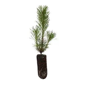 Shore Pine | Medium Tree Seedling