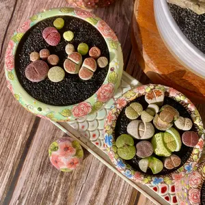 Viral 10pcs Lithops Succulents (0.6–0.8 inch) – Colorful Live Bare Root Plants | Easy-Care Aesthetic Plant Gift & Home Decor