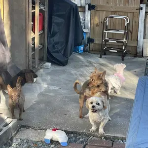 5 in 1 Pet Grooming Scissors Set, 5 Counts/set Stainless Steel Pet Hair Trimming Tool, Professional Pet Grooming Tool for Dogs & Cats, Grooming Supplies