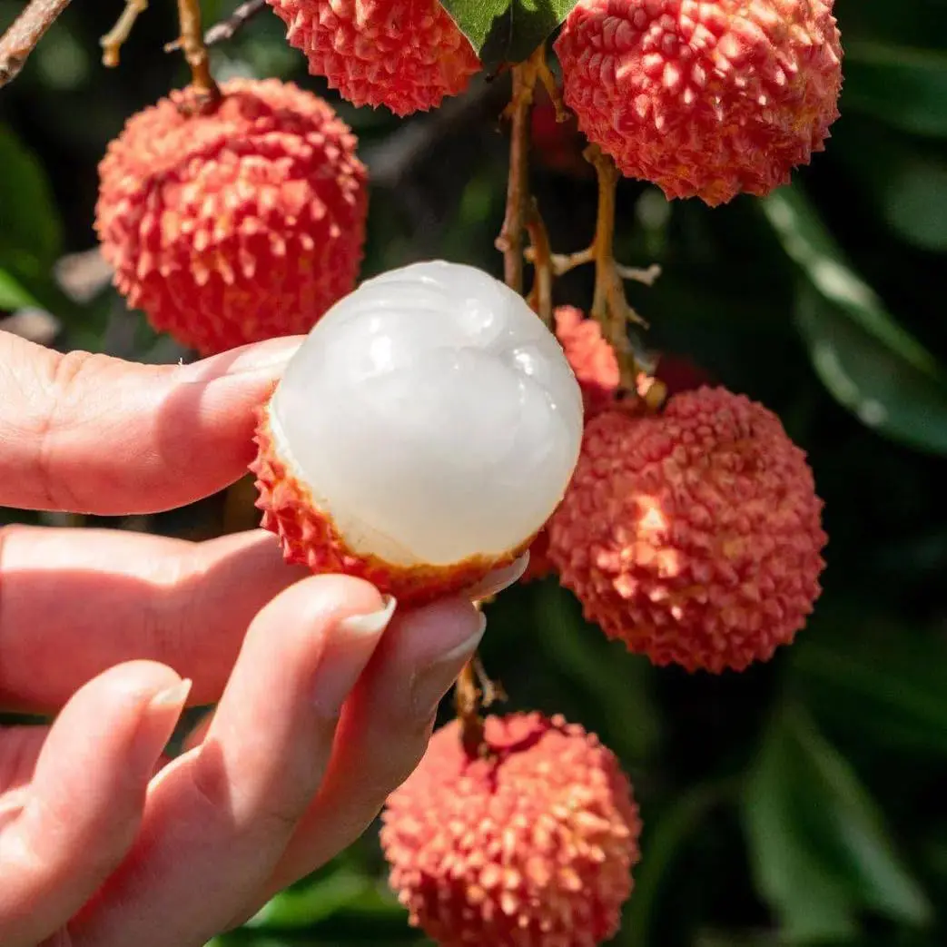 Dwarf Lychee Seeds for Planting, 15+PCS Heirloom Non-GMO Litchi Tree Seeds, Sweet Edible Tropical Fruit for Home Garden, Indoor & Outdoor Growing