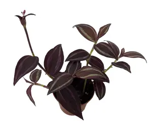 Burgundy Tradescantia - 2.5" Pot