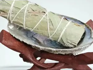 Abalone shell & stand