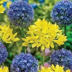 Swedish Flag Allium Mix,Yellow and Blue Allium .Size 5/7 cm Perennial