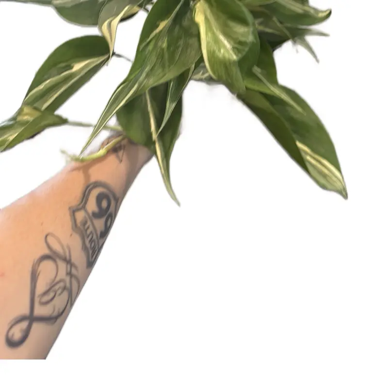 4” Philodendron Hederaceum ‘Rio’