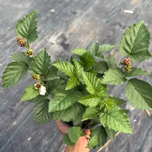 Blackberry ‘Prime-Ark Freedom’ 6” Pot – Live Fruit Plant | Thornless Blackberry Bush | Edible Garden Plant | Outdoor/Patio Grower