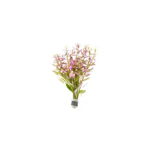 Limnophila Aromatica