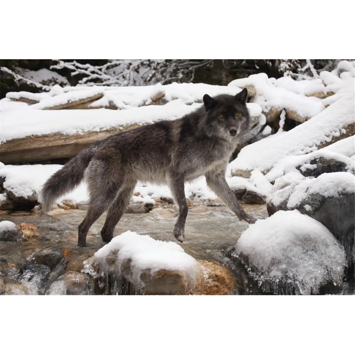 Wolf Poster Print by Don Hammond, 17 x 11