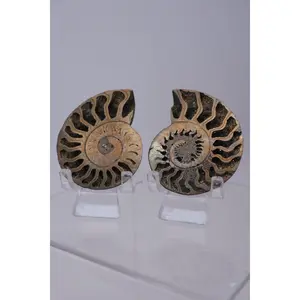 Pyritized & Opalized Ammonite Sets