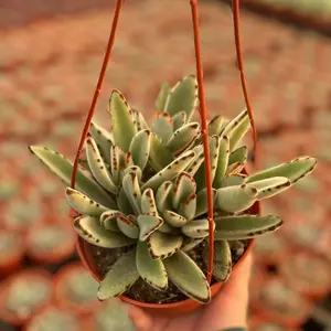 6” panda Kalanchoe tomentosa hanging sculpture
