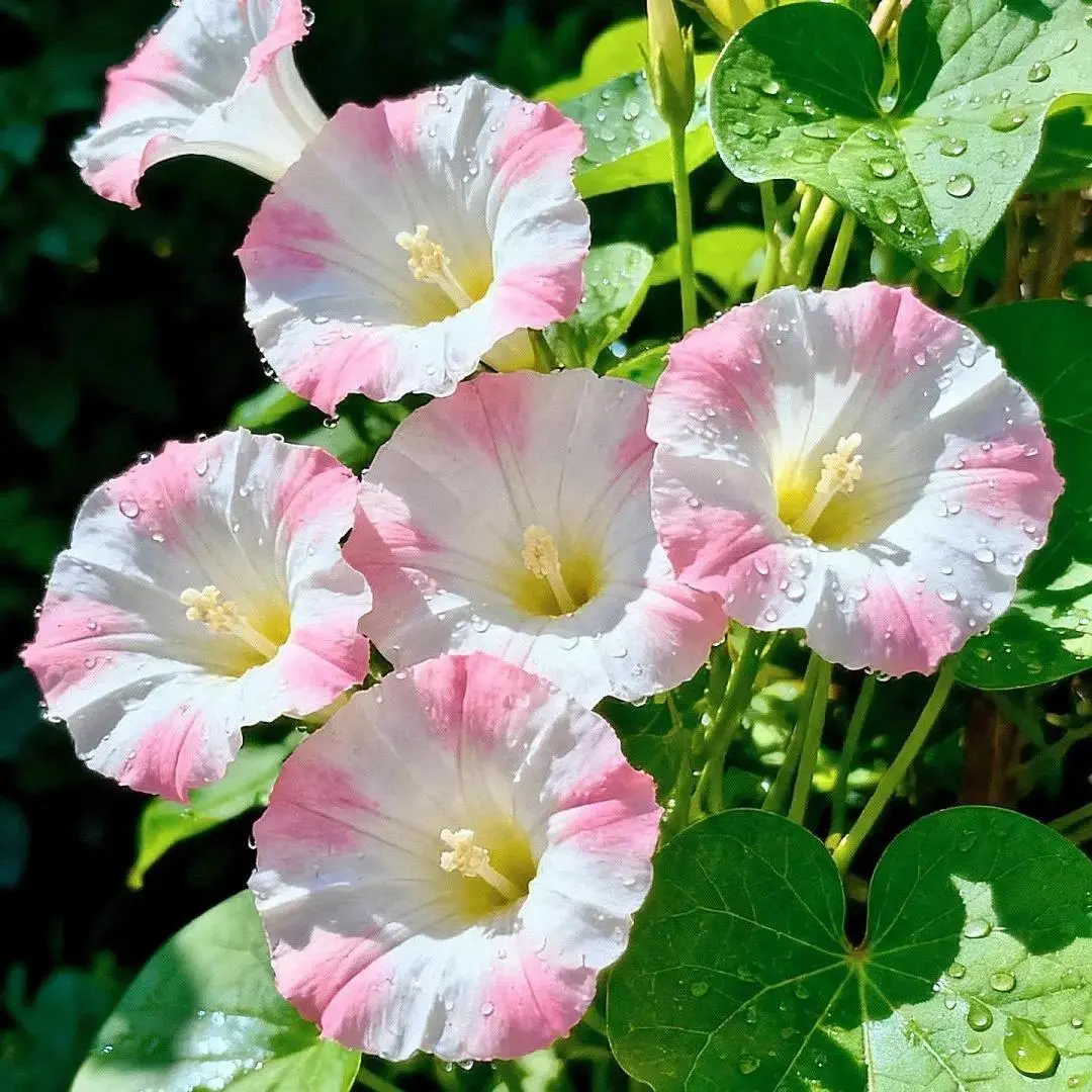 800 Petunia Seeds for Planting, Non-GMO Mixed Color Petunia Flower Seeds, Easy to Grow Garden Flowers for Outdoor Indoor Planting, Seeds Only Not Live Plants