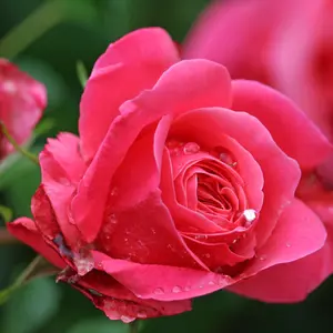 Pink Rose Petals
