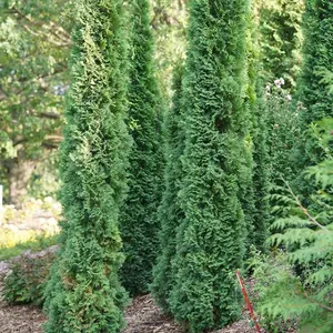 Full Speed A Hedge® Thin Man® Arborvitae