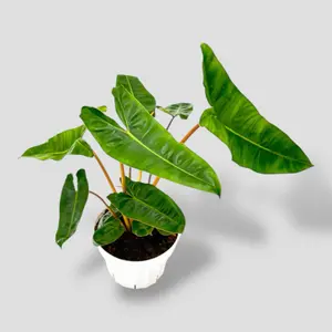 Philodendron Billietiae 6” - Easy Care Fast Growing Tropical Plant - Not Pet Safe