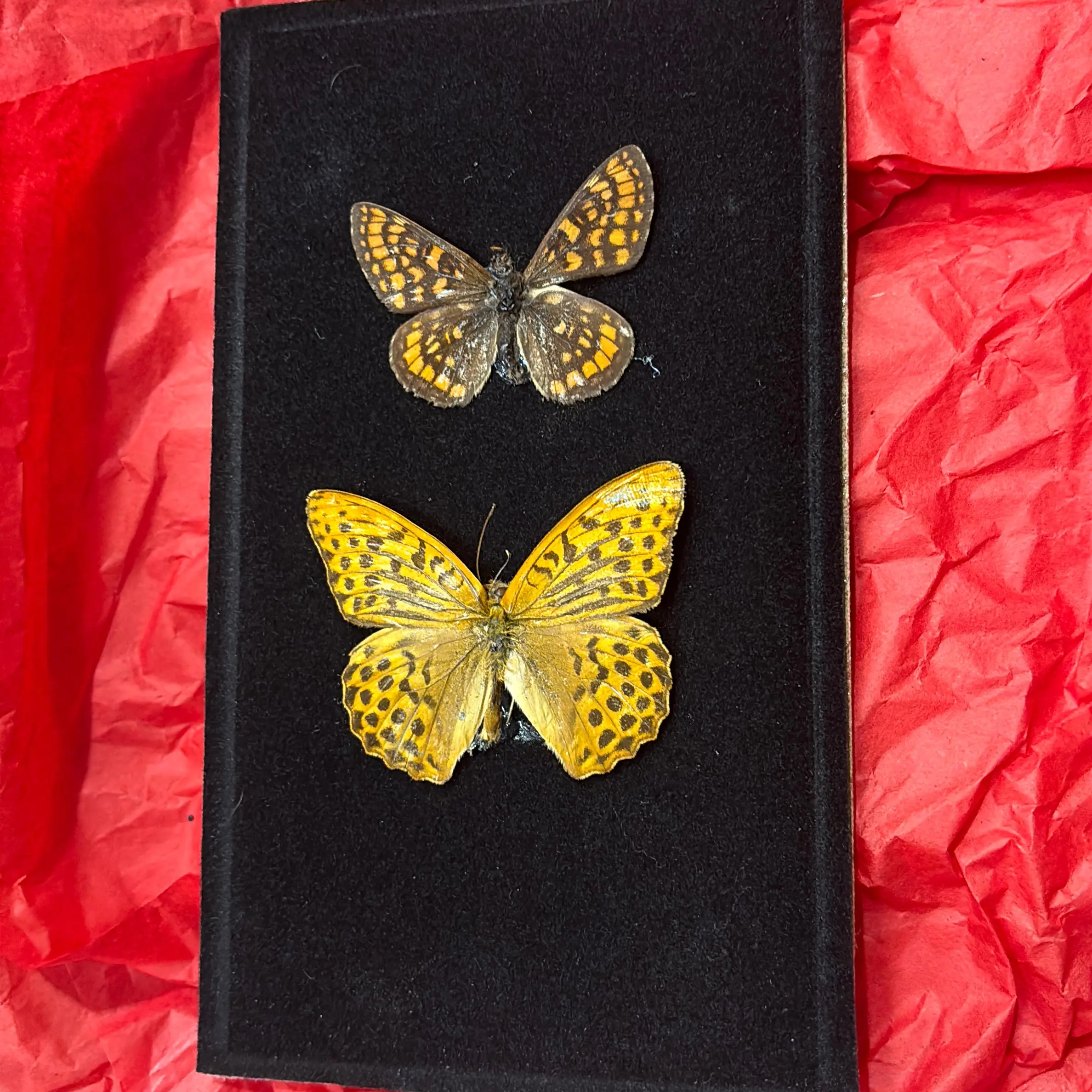 Framed butterfly