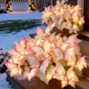 Butterfly Leaf Hosta Seeds 800pcs Unique Variegated Foliage Resembling Wings for Garden Borders Landscaping Easy to Grow Beginner Friendly Shade-Loving Perennial