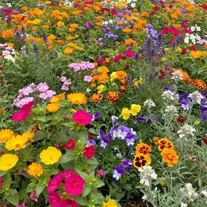 Fragrant Mix Bulk Flower Seeds, 1lb