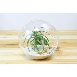 Large Beach Terrarium with Tillandsia Air Plant & White Sand