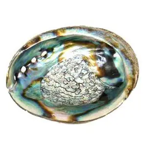Abalone Shell Incense Burner 3" - 4"