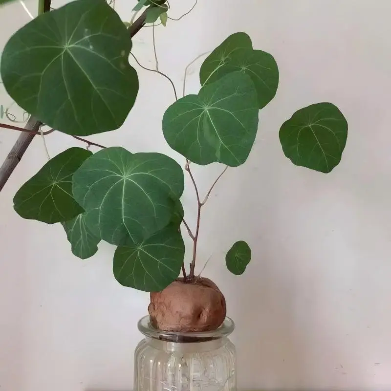 Stephania Erecta Bulb (Jin Buhuan Single-Leaf Turtle Tuber), Easy-to-Grow Climbing Foliage Plant, Desktop-Balcony Bonsai for Hydroponic or Soil Cultivation
