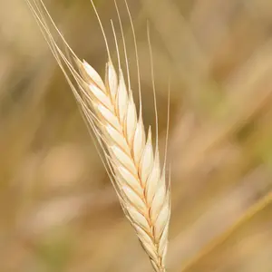 Einkorn Ancient Wheat Seeds - Regenerative & Organic Ancient Grain Seeds