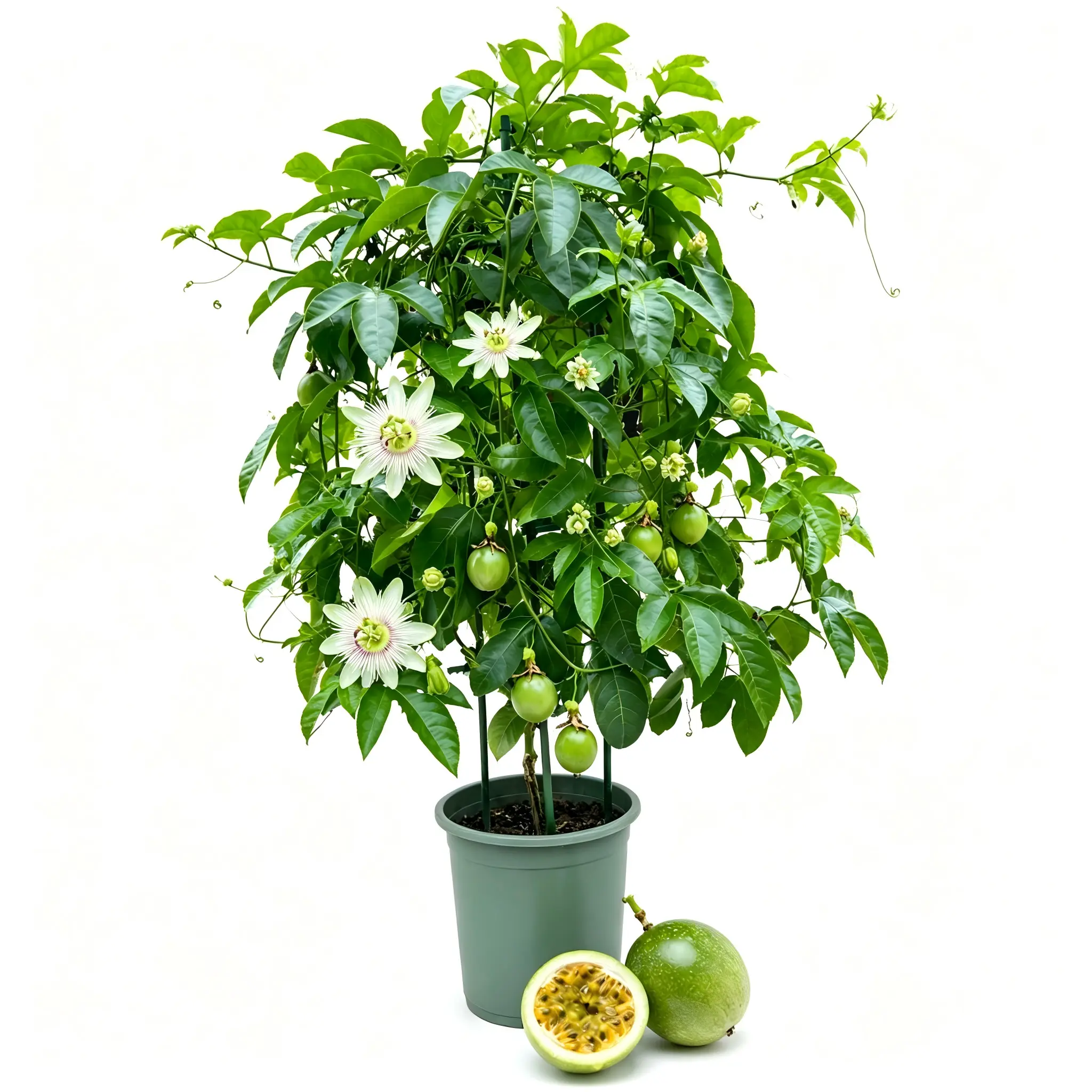 Green Skin Passion Fruit Vine Starter Plant, Tropical Garden Climbing Vine for Home Outdoor Spaces