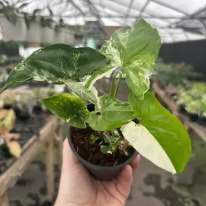 4" Pot Variegata Syngonium Albo - Indoor Live Plant, Rare Creamy White Variegated Syngonium, Very Air Purifying, Beginner Friendly, Ideal for Indoor Decor