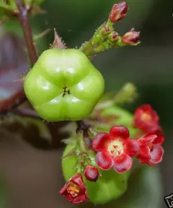 JATROPHA GOSSYPIFOLIA exotic rare carnivorous succulents cactus seed 30 SEEDS