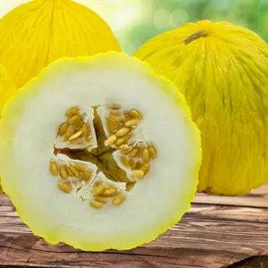 Heirloom Casaba Golden Beauty Melon Seeds - Organic and Regenerative Gardening Seeds