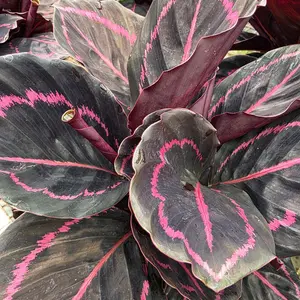 Calathea Dottie 4"