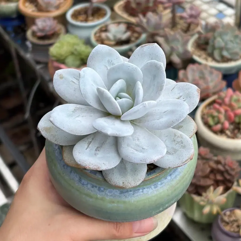 Echeveria ‘Laui’ Rare Succulent Plant Bare Root | Stunning Pastel Rosette | Easy Care Beginner Friendly Houseplant | Perfect Gift & Home Decor | Indoor Garden Plant | #Succulent #PlantTok #RarePlants #Houseplants #SucculentLover