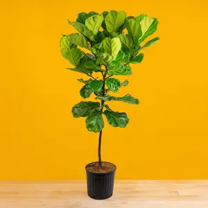 Fiddle Leaf Fig Tree | extra large