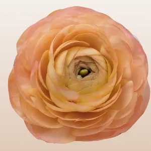 Ranunculus Peach Classic Wedding Fresh Flowers 10 Stems 40-45cm Pack 120 Stems with Distinctive Green Centers for Event Arrangements