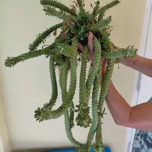 Monadenium Euphorbia  M. Stapeliodes f var Guentheri Euphorbia neostapelioides  (Medusa) Succulent Cactus