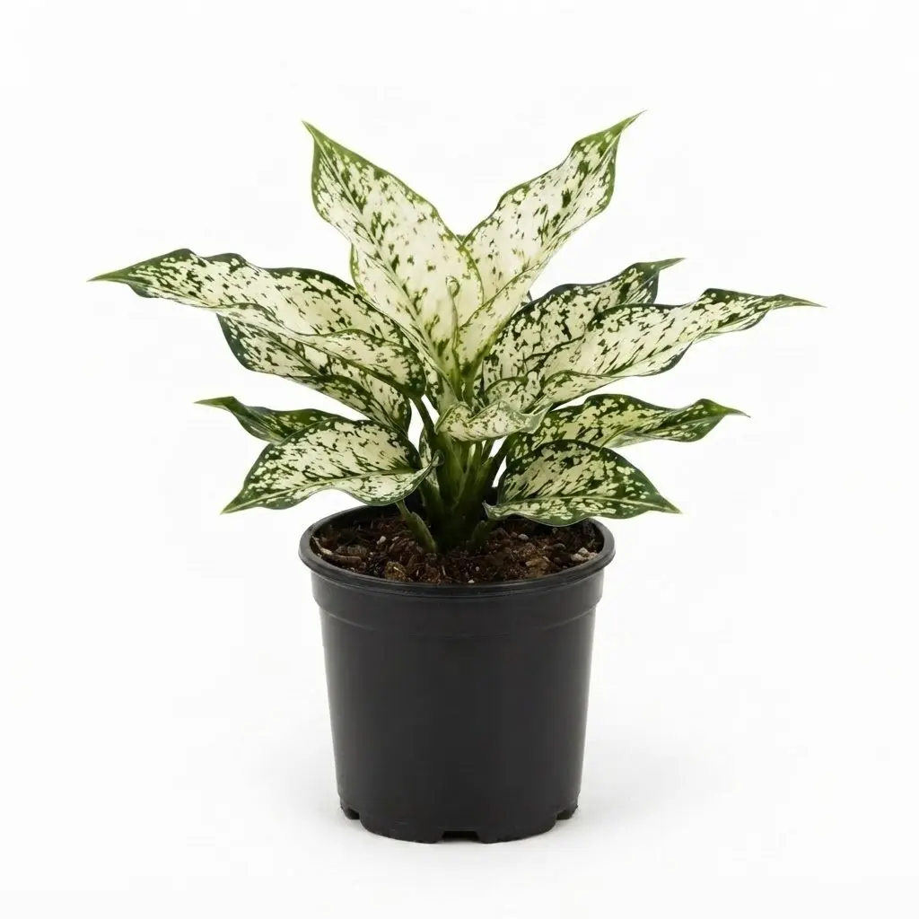 Snowflake Aglaonema - Single - 4 Inch Pot - Aglaonema Commutatum