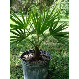 Carnavon Gorge Palm - Live Plant in a 10 Inch Growers Pot - Livistona Nitida - Rare Ornamental Palms of Florida