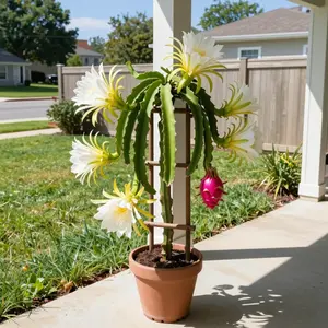 Dragon Fruit Cactus Vine Starter Plant – Fast-Growing Tropical Fruit Climbing Cactus