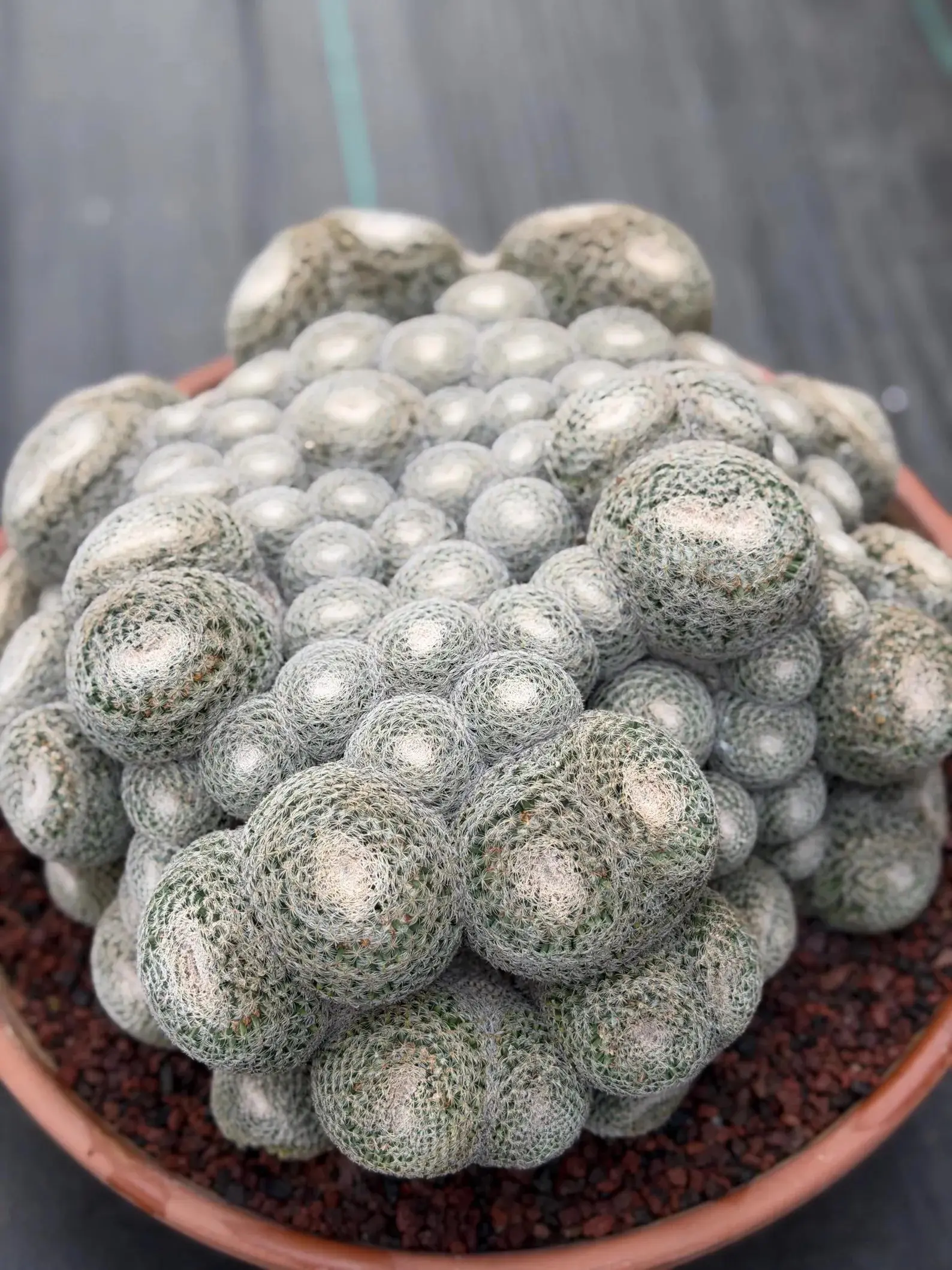 Mammillaria Perbella Monster Cluster | Rare Specimen Live Cactus Plant